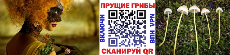 мега ONION  Тетюши  Галлюциногенные грибы прущие грибы  купить наркотик 